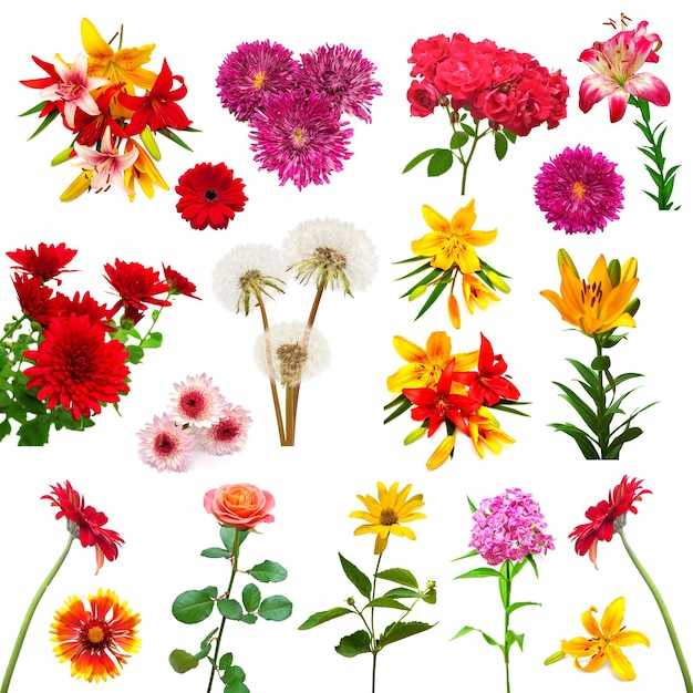 Collection of beautiful colorful flowers isolated on white background