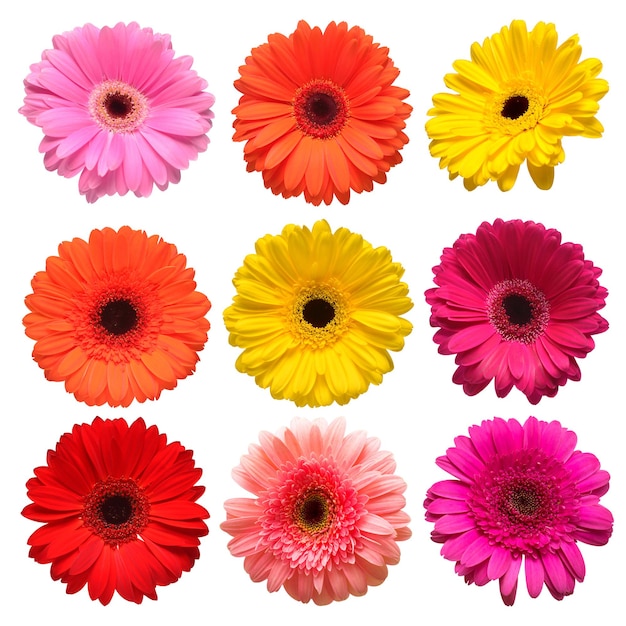 Collection beautiful delicate flowers gerberas isolated on white background Fashionable creative floral composition Summer spring Flat lay top view