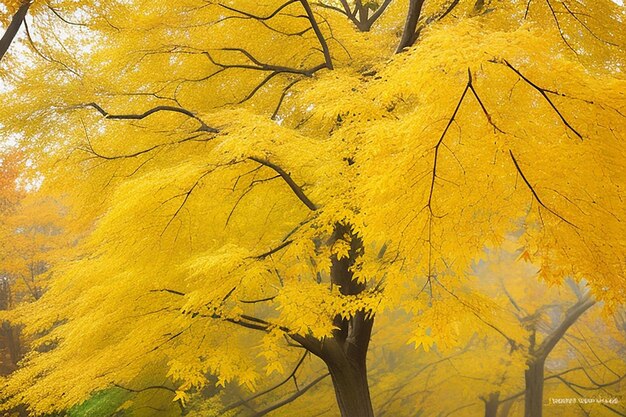 Collection of beautiful golden colored autumn leaves