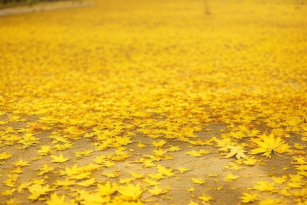 Collection of beautiful golden colored autumn leaves