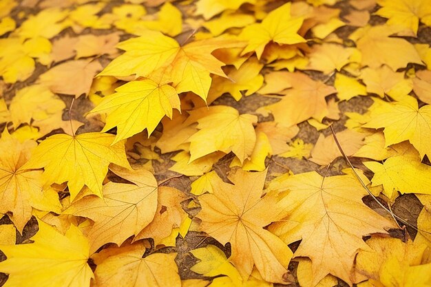 Collection of beautiful golden colored autumn leaves