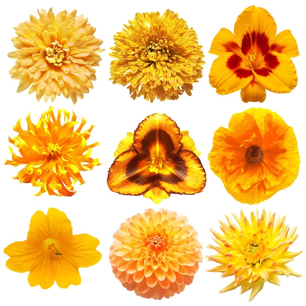 Collection beautiful head gold flowers of poppy hemerocallis cucumber dahlia chrysanthemum isolated on white background Beautiful floral delicate composition Flat lay top view