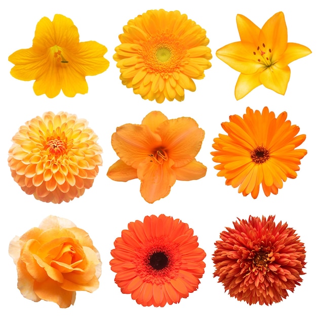 Collection beautiful head orange flowers of gerbera lily daylily calendula rose dahlia chrysanthemum isolated on white background Beautiful floral delicate composition Flat lay top view