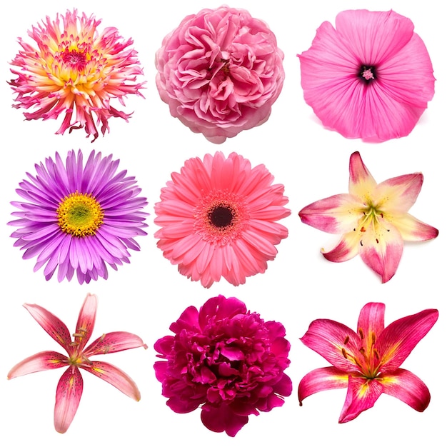 Collection beautiful head pink flowers of dahlia rose chamomile daisy lily gerbera peony lavatera isolated on white background Beautiful floral delicate composition Flat lay top view