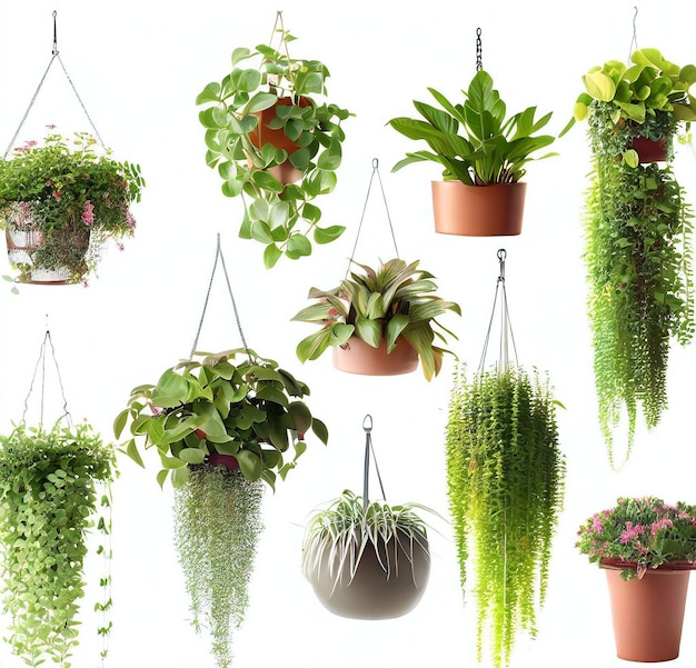 Collection of beautiful plants hanging in various pots isolated on white background ai generated