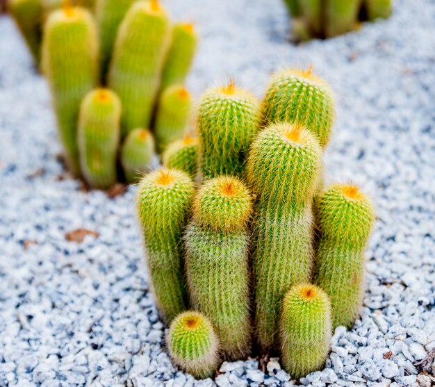 Collection beautiful prickly cacti in the greenhouse