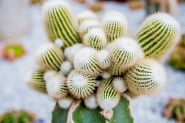 Collection beautiful prickly cacti in the greenhouse