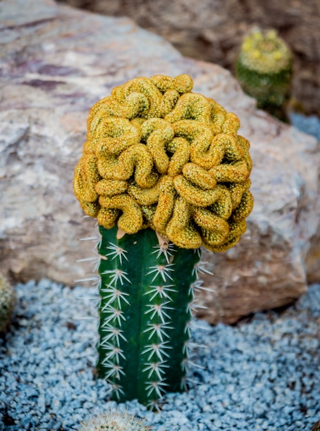 Foto collezione di bellissimi cactus spinosi nella serra