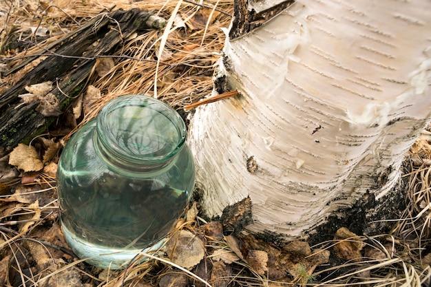 The collection of birch sap in the woods.