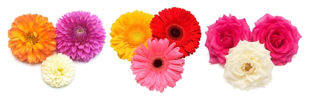 Collection bouquets of rose dahlia and gerbera isolated on a white background Elegant and stylish flowers Flat lay top view