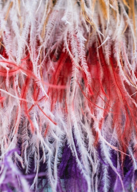 Collection of bright colored feathers on white background