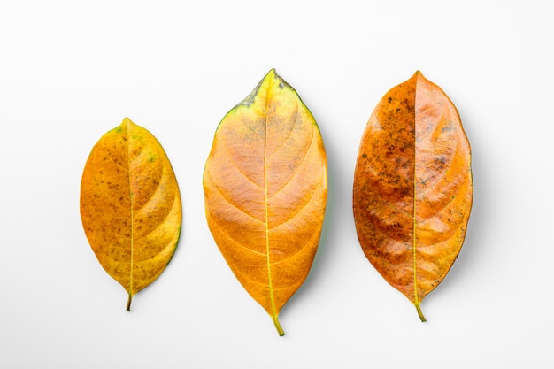 Photo collection of a brown dry leaves on white background.