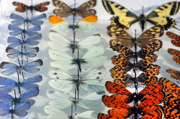 A collection of butterflies with a white tag that says butterflies.