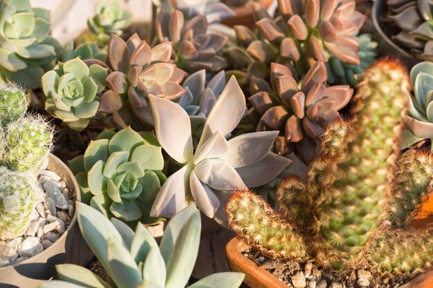 Collection of cacti and succulents