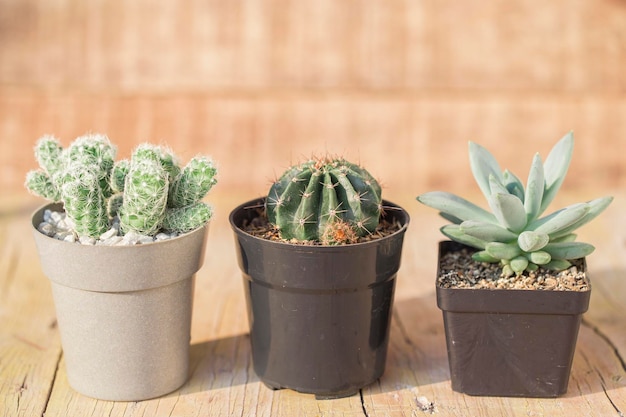 Collection of cacti and succulents