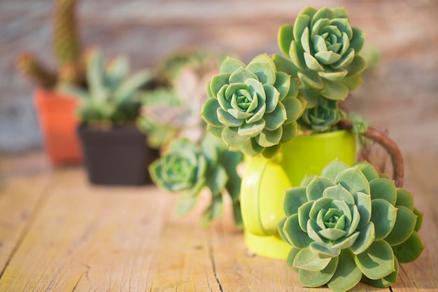 Collection of cacti and succulents