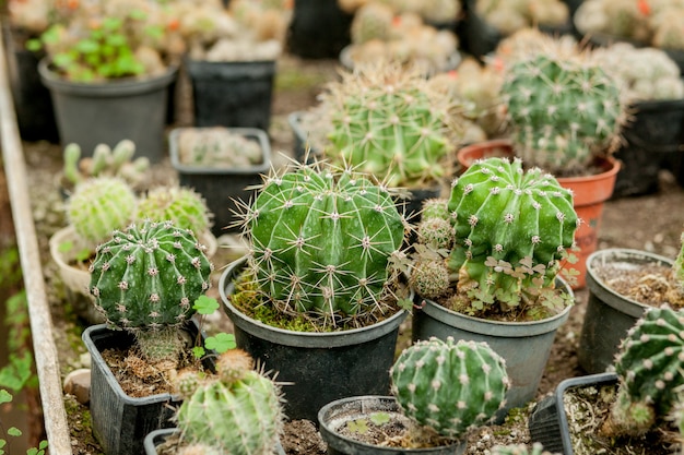 鉢の中のサボテンの植物のコレクション