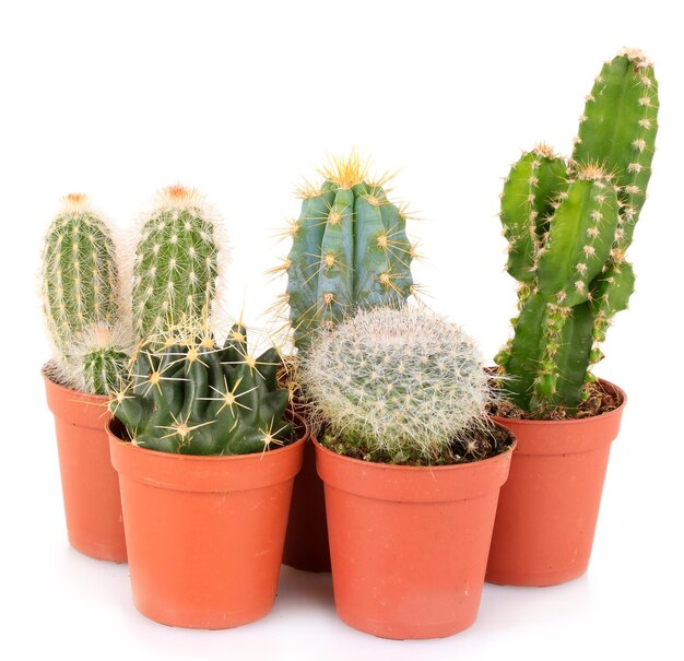 Collection of cactuses isolated on white