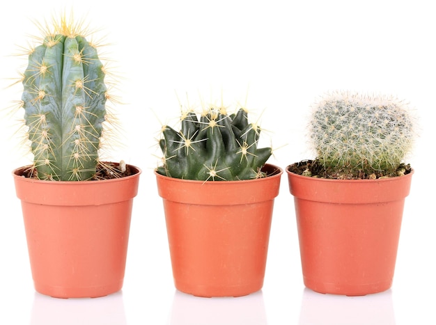 Collection of cactuses isolated on white