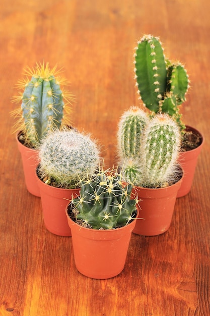 Collection of cactuses on wooden background