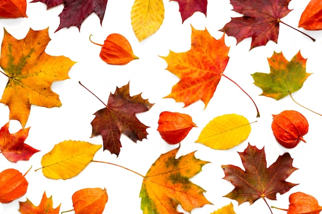 Collection of colorful autumn leaves isolated