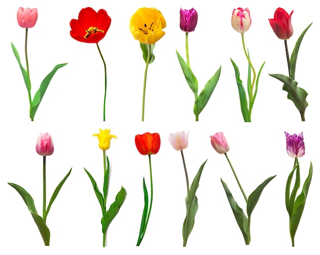 Коллекция красочных разных цветов тюльпаны, выделенные на белом фоне Весеннее время красивая цветочная нежная композиция Креативная концепция Плоский вид сверху