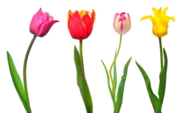 Photo collection colorful different flowers tulips isolated on a white background