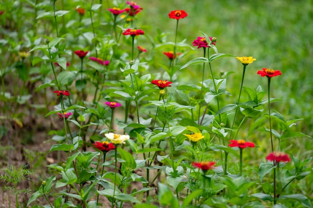 Collection of colorful summer flower containing red, yellow, purple and white.