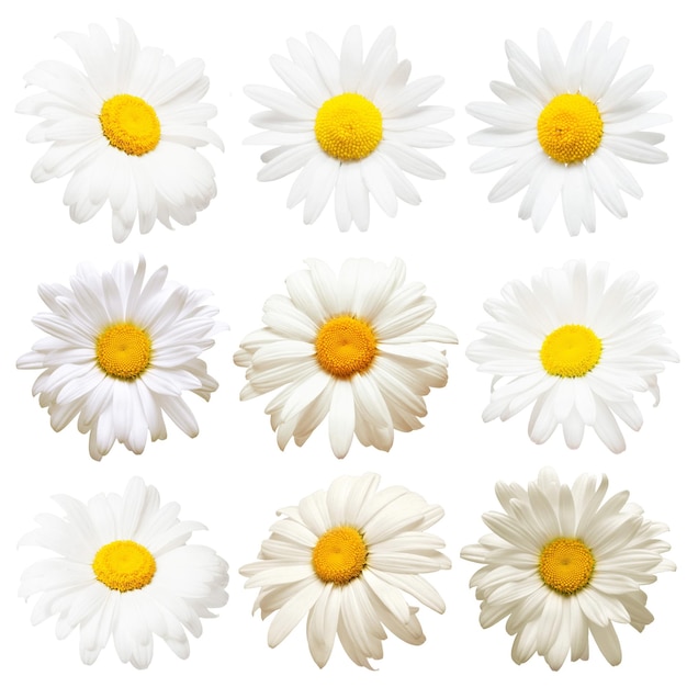 Collection of creative daisies flowers isolated on white background. Flat lay, top view. Floral pattern, object