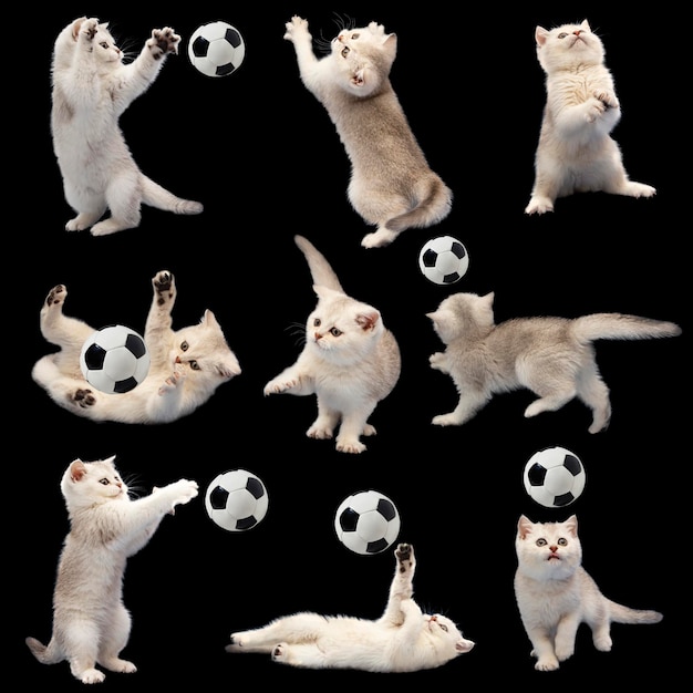 Collection of cute white british kittens with soccer ball isolated on black background The concept of sports physical activity and healthy lifestyle Clipart for postcards