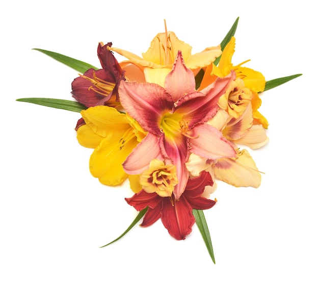 Collection daylily hemerocallis head flowers with leaf isolated on white background Top view flat lay