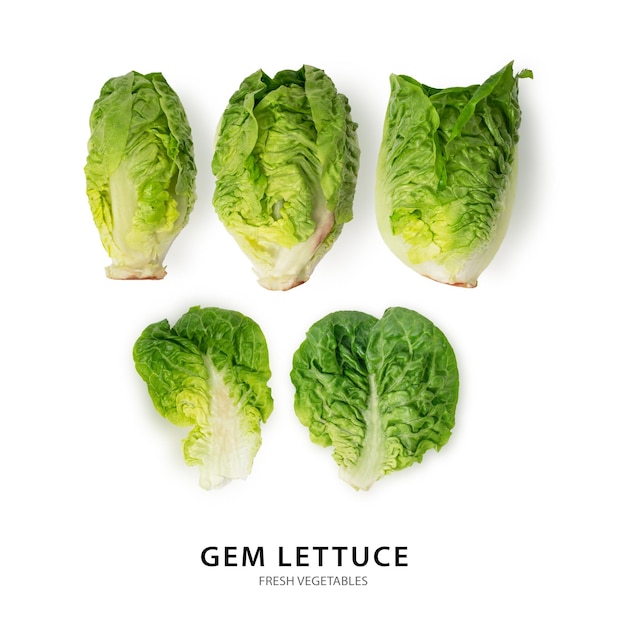 Collection of different fresh gem lettuces isolated on white background