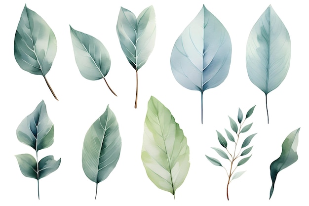 a collection of different leaves and branches
