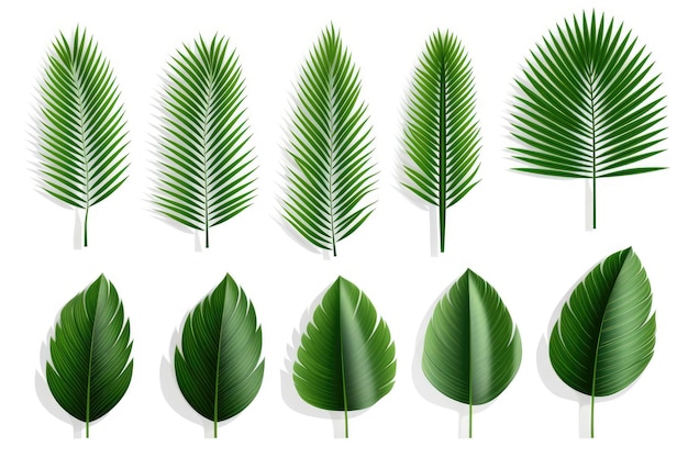 collection of different palm branches on a white isolated background