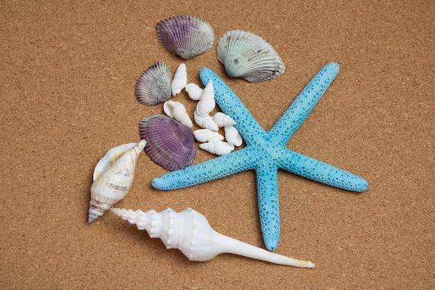 Collection Different Types Shells