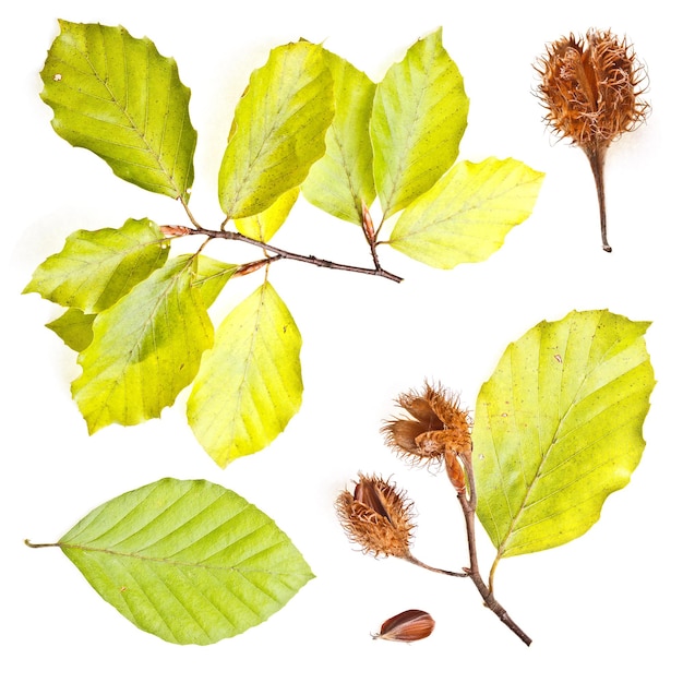 Photo collection of european beech leaves