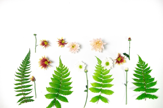 a collection of fern leaves and flowers in season on a white background