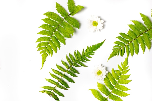 A collection of fern leaves and flowers in season on a white background