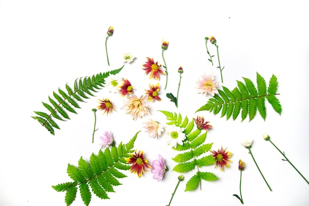 a collection of fern leaves and flowers in season on a white background