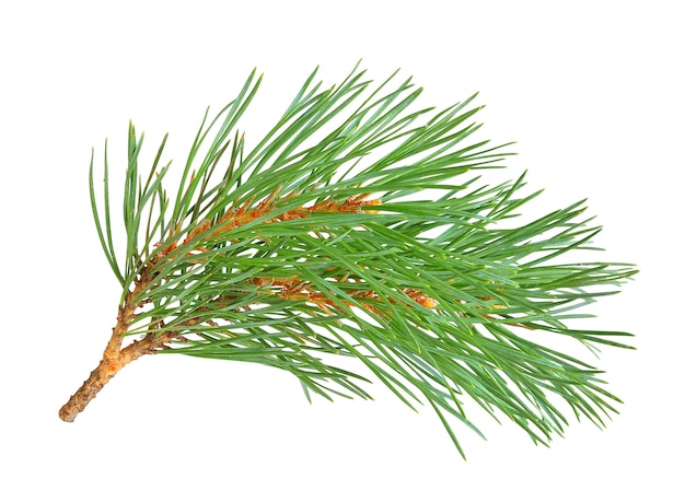 Collection of fir and pine branches isolated on white