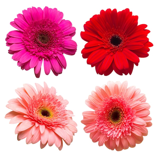 꽃 gerbera 흰색 배경에 고립의 컬렉션입니다. 아름 다운 꽃 구성 패턴, 개체입니다. 평평한 평지, 평면도