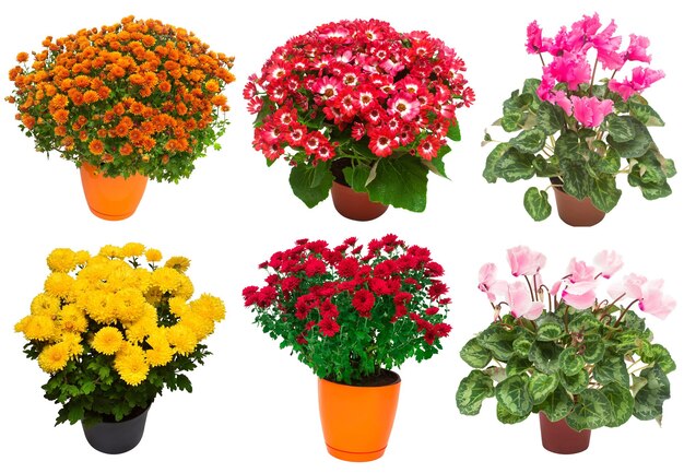 Collection flowers chrysanthemum cineraria and cyclamen multicolored in pot isolated on white background Hello spring Beautiful plant garden concept Nature Easter Love Flat lay top view