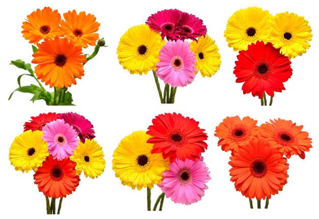 Collection of flowers daisy and multicolored gerbera calendula isolated on white background Hello spring Beautiful plant garden concept Nature Easter Love Flat lay top view