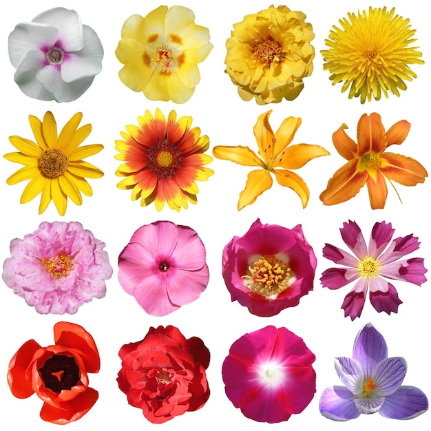 Photo collection of flowers isolated on a white background