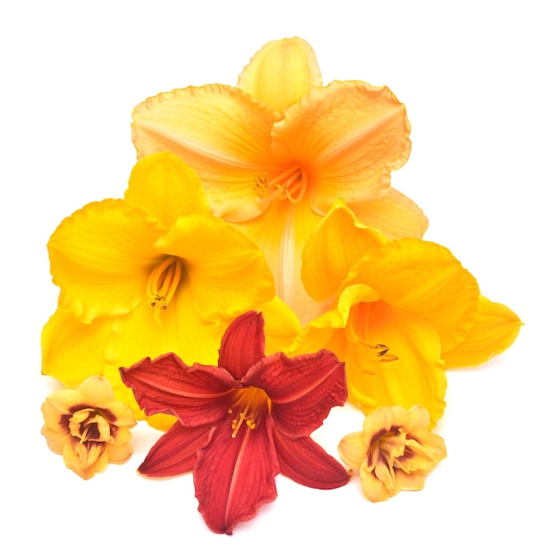 Collection flowers of red orange and yellow hemerocallis daylily isolated on a white background