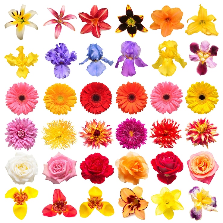 Photo コレクション花バラアイリスユリガーベラ菊dahlias水仙白い背景で隔離創造的な春の構成イースターバレンタインデーフラットレイトップビュー