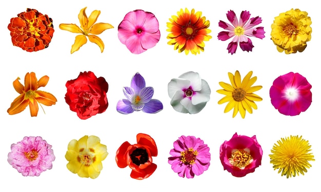 Photo collection of flowers