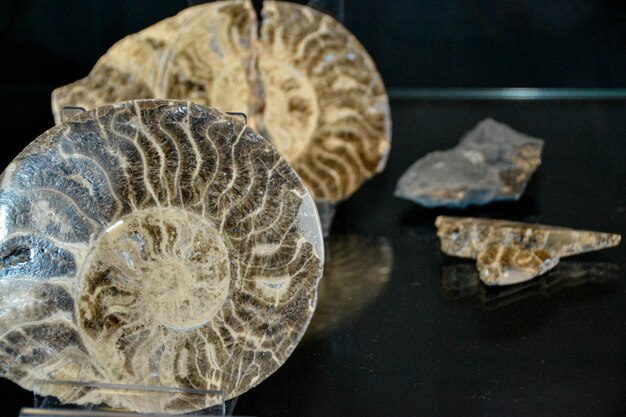 A collection of fossils on a table