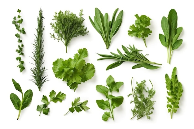 Collection of fresh herb leaves arugula Spices herbs on isolated on white background generate ai