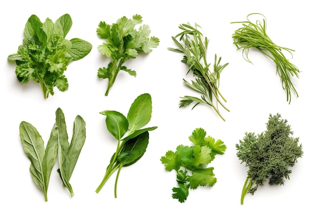 Collection of fresh herb leaves arugula Spices herbs on isolated on white background generate ai